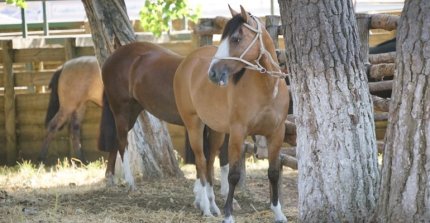 Informativo: Se movió el horario de la Final de Aparta por bienestar animal