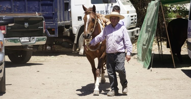 Ya hay movimiento en Calle Larga para la Final de Rodeos Para Criadores