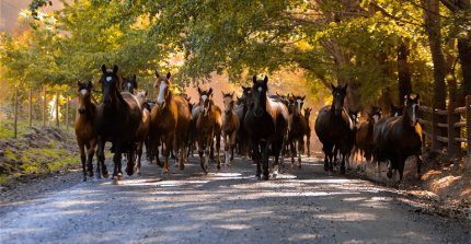 ¡Quedan pocos días! Concurso literario "Letras del Campo y el Caballo Chileno" de la Federación de Criadores