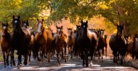 Criadores: Concurso literario "Letras del Campo y el Caballo Chileno" anunció sus jurados