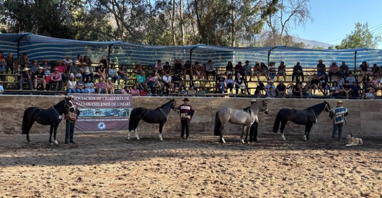 Expo Promocional reunió bastante público y ejemplares en Pichasca