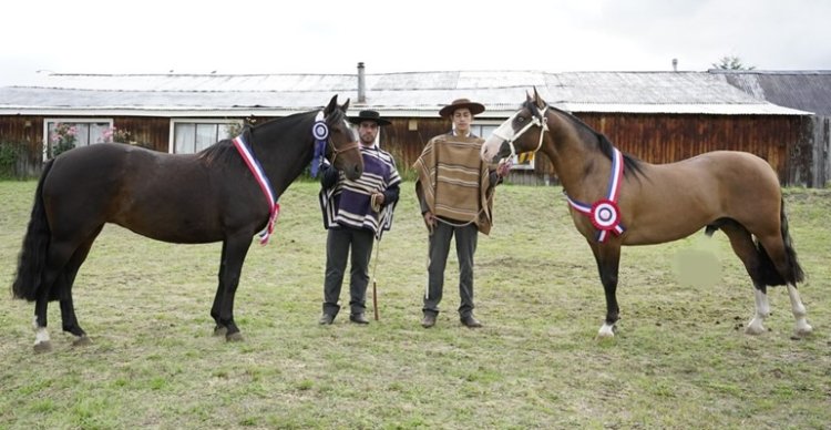 Niña Diabla y Venenoso fueron los Grandes Campeones de la Expo Coyhaique