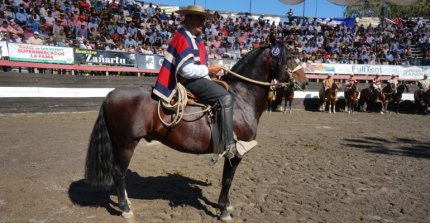 Palmas de Peñaflor Romancero se adjudicó el Sello de Raza en el Clasificatorio de Melipilla