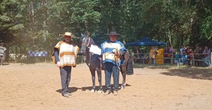 La muestra de Caballos Raza Chilena de la Asociación Costa del Rodeo Criollo