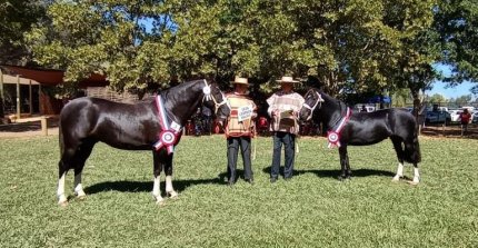 Muestra de Caballos Raza Chilena destacó con lindos ejemplares en Final de Fenaro