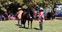 Fenaro tuvo muestra de Caballos Raza Chilena en San Clemente