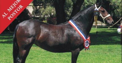 Criadero Las Callanas sale a remate con ejemplares de selección