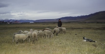 La demostración de esquila y de la labor de los perros ovejeros
