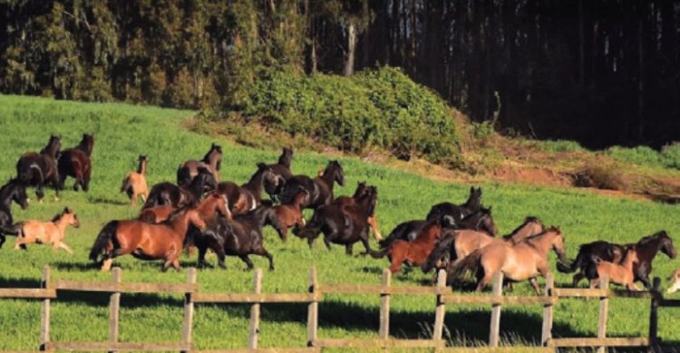 Criaderos Rucalquín y Quilaco tienen remate junto a caballada de Reñeco