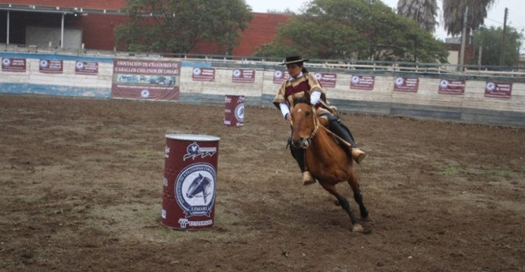 Criadores de Limarí tienen interesante agenda para los próximos días