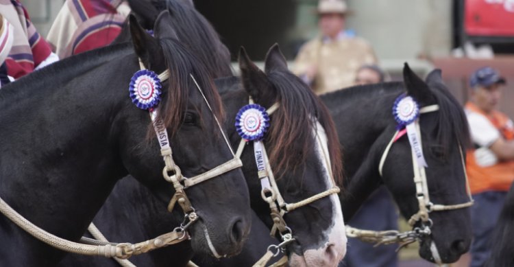 Federación del Rodeo Chileno celebra su aniversario número 64