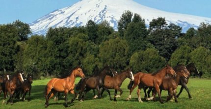Criadero La Albertina tiene atractivo remate de sangres corraleras