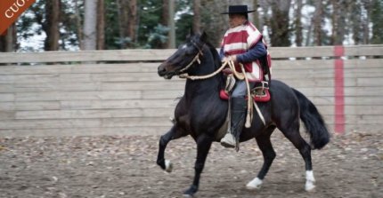 Criaderos El Sacrificio, Michimalonco y Santa Gloria tienen atractivo remate este jueves