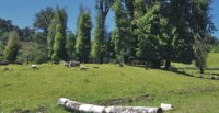 Criaderos Muticao, Los Gomeros y Madroñal tienen atractivo remate este jueves