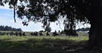 Este viernes se cierran las inscripciones para la décima cabalgata de Casablanca y Melipilla