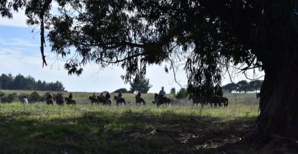 Este viernes se cierran las inscripciones para la décima cabalgata de Casablanca y Melipilla