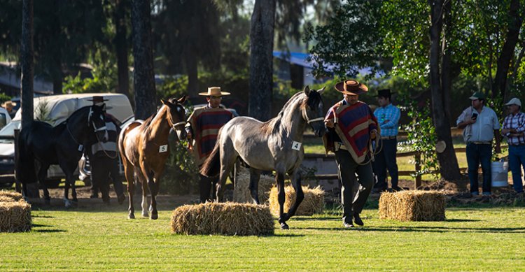 Roberto Standen y filiación de caballos chilenos en el extranjero: 