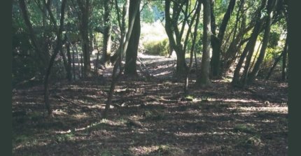Criadero Peñas Verdes, Curamávida, Santa Margarita y Trailenco salen a remate
