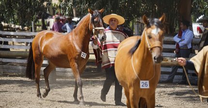 Se abrieron inscripciones para la Expo y Pruebas Funcionales en la XXVIII Semana de la Chilenidad