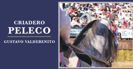 Criaderos Peleco y Taitao II salen a remate con interesante caballada