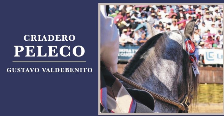 Criaderos Peleco y Taitao II salen a remate con interesante caballada