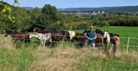 ¡Histórico! Se filiaron caballos de Raza Chilena en Alemania