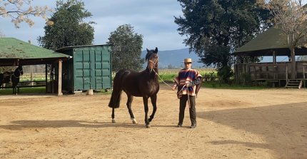 Criadores de Colchagua tuvieron entretenido y provechoso Día de Campo en el Criadero Santa Zita