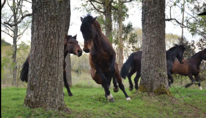 Criadero Palquibudi IV sale a remate este martes con interesante variedad de caballos
