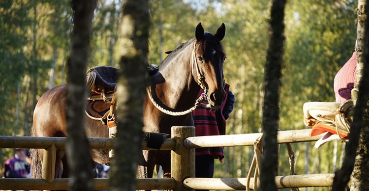 Compraventa paso a paso: Así puedes publicar tus anuncios en CaballoyRodeo