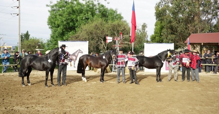 Expogama: Criadores de Cardenal Caro harán su Exposición y una muestra de Aparta en Marchigüe