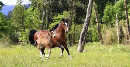 2° Concurso literario "Letras del Campo y el Caballo Chileno"