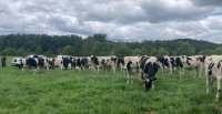 Federación del Rodeo Chileno subastará 110 novillos de alta calidad