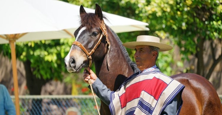 ¡Comenzó la ruta final al Mundial de Enganche 2027! Caballos chilenos viajaron rumbo a Europa