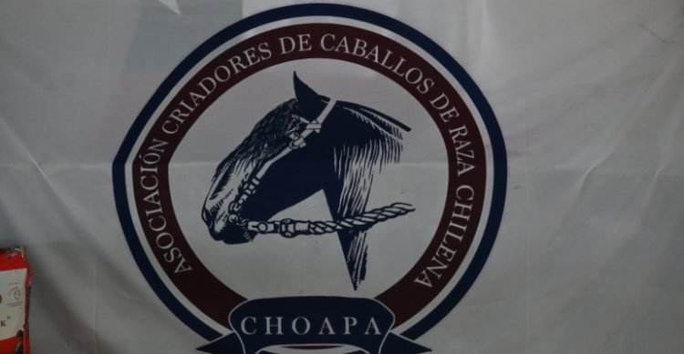 ¡Ultimas horas! Criadores de Choapa tienen atractivo remate de montas