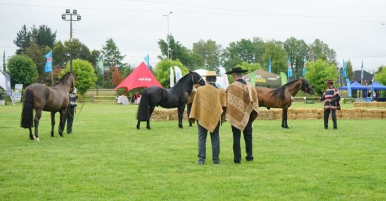 Expo SOFO 2025 se instala en Temuco con varias actividades en torno al caballo