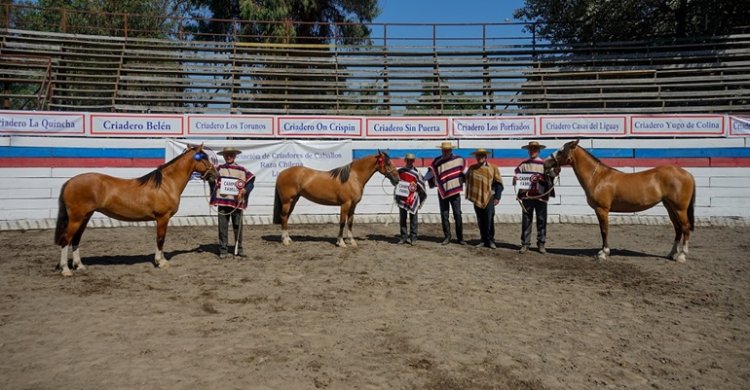 Criadores de Linares y sus visitas se juntarán en Longaví para exposición y rodeo