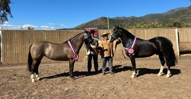 Cariñosa y Titulado obtuvieron los premios máximos en la Expo Quillota
