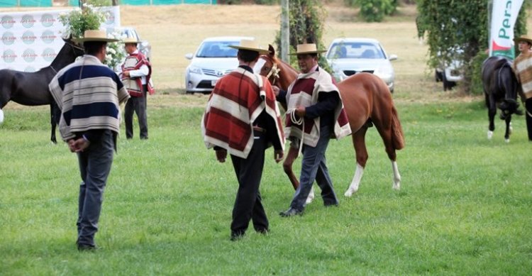 Expo Colchagua se instala en un lindo escenario en Peralillo