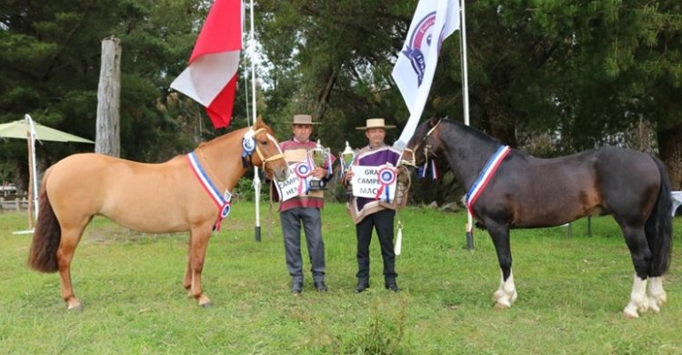 Asociación de Criadores Ancud-Chiloé se alista para su exposición