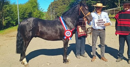 Willy Toledo Vega valoró el triunfo de su potro Santa Catalina de Ancud Florido