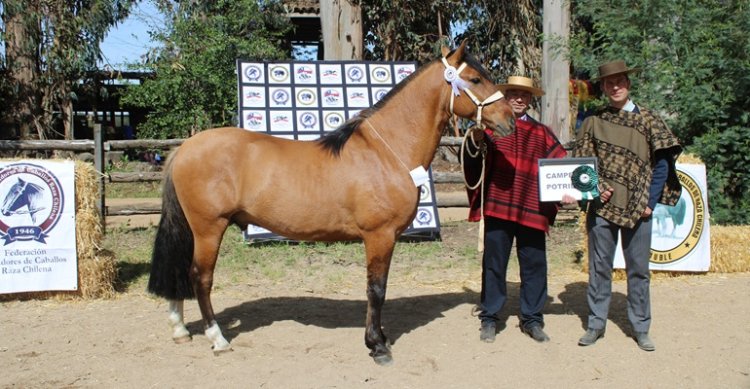 Criadores de Ñuble reciben inscripciones para su segunda exposición de la temporada