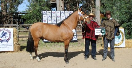 Criadores de Ñuble reciben inscripciones para su segunda exposición de la temporada