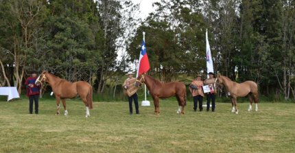 Los Grandes Premios de la Expo Castro Chiloé 2025