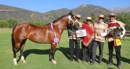 Criadores de Cordillera vuelven al Club de Polo Las Majadas para su exposición