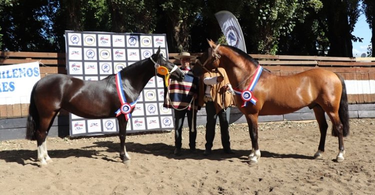 Esa Rotita y Misionero fueron los Grandes Campeones en la Expo Ñuble de diciembre