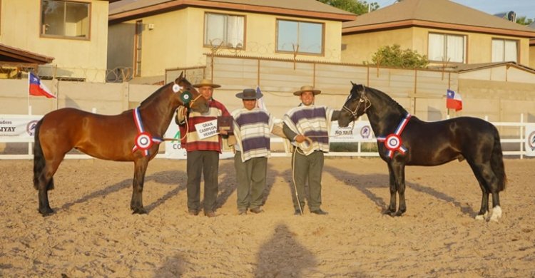 Oráculo y Tonada destacaron en una nueva versión de la Expo Atacama
