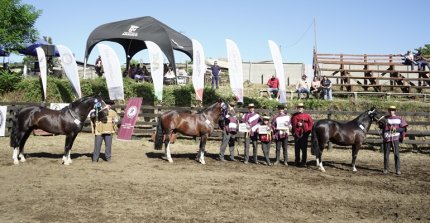 Los Grandes Premios de la Expo Arauco 2025