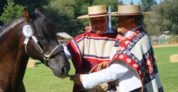 Legendario potro Santa Isabel Intruso vivió emotiva despedida de las pistas en Pemuco