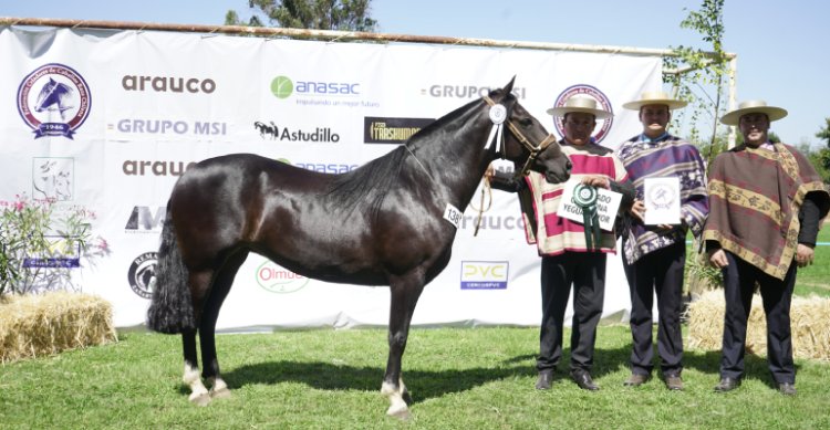 Criadero Los Varones abrochó destacada participación en la Expo Nacional 2026