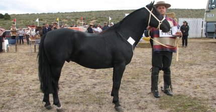 Los premiados por categoría en la Expo Magallanes 2026
